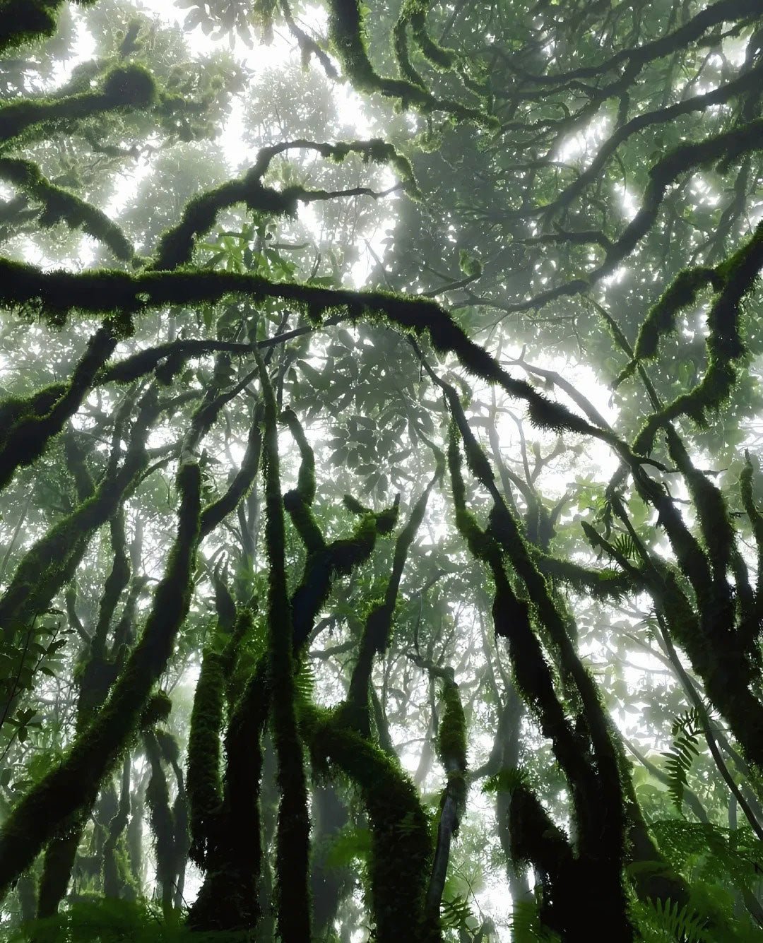 Ailao Mountain: Yunnan’s Hidden Hiking Paradis - TACVASEN